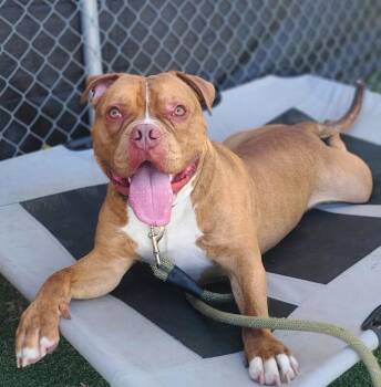 Pit Bull Terrier Dogs Available for Adoption - Kane Nui | PetCurious