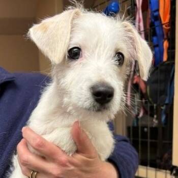 Jack Russell Terrier Dogs Available for Adoption in Montague, Massachusetts - Leo | PetCurious
