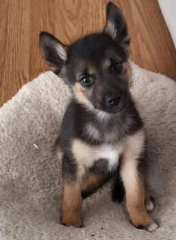 Jen -  Mixed Breed Dog for Adoption in Athens, Ontario - Jen | PetCurious
