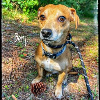 Rescue Chihuahua Dogs for Adoption in Sebring, Florida - Benji | PetCurious