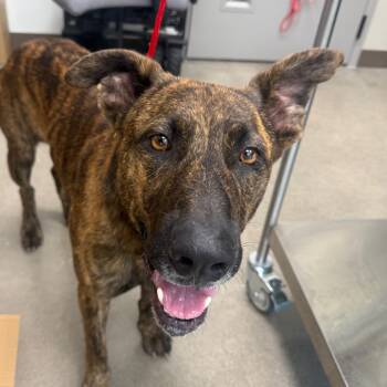 Thomas -  Mixed Breed Dog for Adoption in Sand Springs, Oklahoma - Thomas | PetCurious