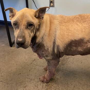 Duke -  German Shepherd Dog Dog for Adoption in Mishawaka, Indiana - Duke | PetCurious