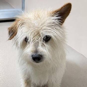 Terrier Dogs Available for Adoption in Redwood Valley, California - Ben | PetCurious