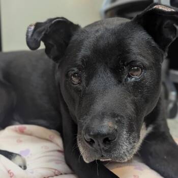 Rocky -  Black Labrador Retriever and Mixed Breed Dog for Adoption in Pasadena, California - Rocky | PetCurious