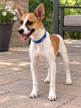 Collin -  Fox Terrier Dog for Adoption in Liverpool, Texas - Collin | PetCurious