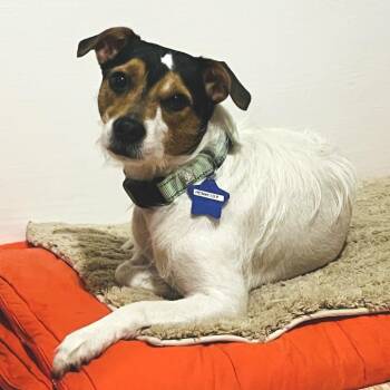Terrier and Mixed Breed Dogs Available for Adoption in San Francisco, California - Hennessy | PetCurious