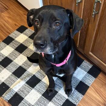 Mixed Breed Dogs Available for Adoption in Dekalb, Illinois - Molly | PetCurious