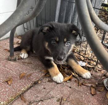 Moo Moo  *no apps accepted until Sept 13th -  German Shepherd Dog and Border Collie Dog for Adoption in Orlando, Florida - Moo Moo  *no Apps Accepted Until Sept 13th | PetCurious