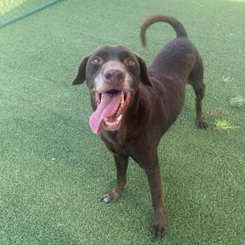 Cooper 2755 -  Mixed Breed Dog for Adoption in Loxahatchee Groves, Florida - Cooper 2755 | PetCurious
