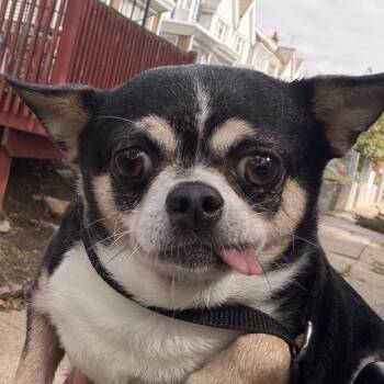 Hasselhoff -  Chihuahua Dog for Adoption in Philadelphia, Pennsylvania - Hasselhoff | PetCurious