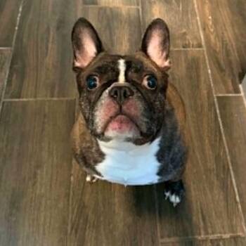 Buddy Roo ML -  French Bulldog Dog for Adoption in Austin, Texas - Buddy Roo ML | PetCurious