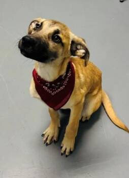 Salem -  Shepherd Dog for Adoption in Hawk Point, Missouri - Salem | PetCurious