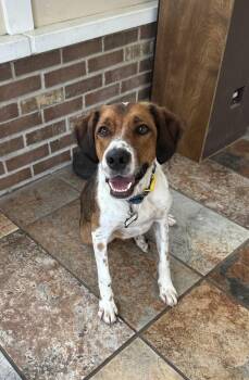 English Setter Dogs Available for Adoption - Available For Adoption - Atlas (MI, USA) | PetCurious