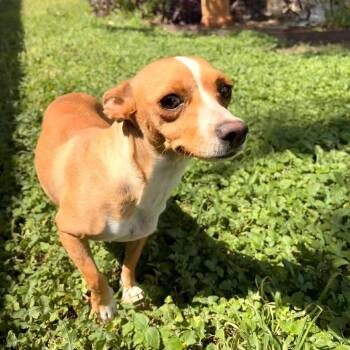 Duchess -  Chihuahua Dog for Adoption in Laredo, Texas - Duchess | PetCurious