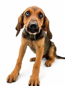 Puddles -  Hound and Mixed Breed Dog for Adoption in Bowling Green, Kentucky - Puddles | PetCurious