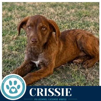 Crissie  (The Copper Crew) 062026 -  Plott Hound and Poodle Dog for Adoption in Kimberton, Pennsylvania - Crissie  (The Copper Crew) 062026 | PetCurious