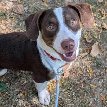 Sparky -  Mixed Breed Dog for Adoption in Saint Charles, Missouri - Sparky | PetCurious