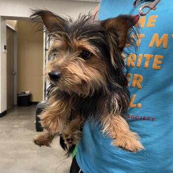Lionel Richie -  Terrier and Yorkshire Terrier Dog for Adoption in Palm Springs, California - Lionel Richie | PetCurious