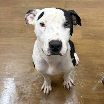 Malcolm -  Pit Bull Terrier and Black Mouth Cur Dog for Adoption in Beaumont, Texas - Malcolm | PetCurious