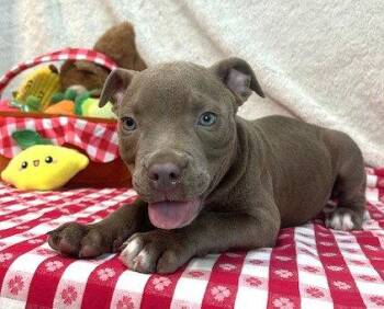 261253  Gumbo -  Pit Bull Terrier Dog for Adoption in Wetumpka, Alabama - 261253  Gumbo | PetCurious