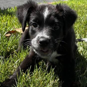 Grizzly -*Available 8/8*Chino Hills Location -  Border Collie and Cattle Dog Dog for Adoption in Chino Hills, California - Grizzly -*Available 8/8*Chino Hills Location | PetCurious