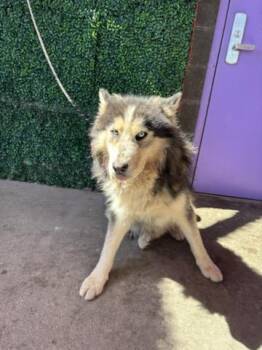 61272864 -  Alaskan Malamute and Husky Dog for Adoption in El Paso, Texas - 61272864 | PetCurious