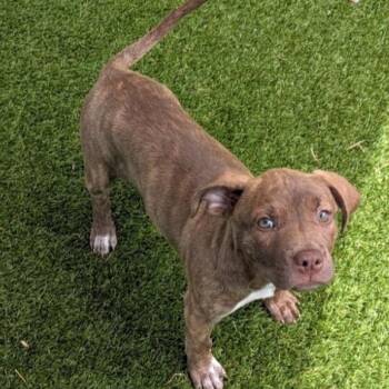 Deep Space 6569 -  Mixed Breed Dog for Adoption in Loxahatchee Groves, Florida - Deep Space 6569 | PetCurious