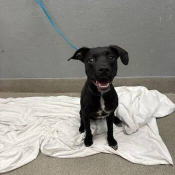 DJANGO -  Pit Bull Terrier Dog for Adoption in Las Vegas, Nevada - DJANGO | PetCurious