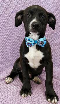 Chiweenie Dogs Available for Adoption in Lodi, California - Corbin | PetCurious