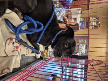 Rescue Chiweenie Dogs for Adoption in Manhattan Beach, California - Southpaw!! | PetCurious