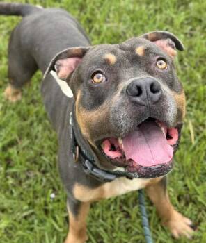 Rescue American Staffordshire Terrier Dogs for Adoption in Fort Lauderdale, Florida - CHARLIE | PetCurious