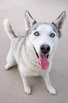 Siberian Husky Dogs Available for Adoption in Mcallen, Texas - Zoila | PetCurious