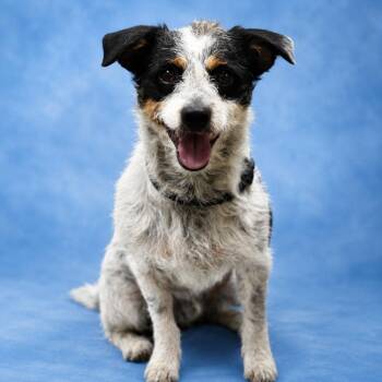 Jasper -  Jack Russell Terrier and Mixed Breed Dog for Adoption in Wickenburg, Arizona - Jasper | PetCurious