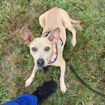 Arwen -  Mixed Breed Dog for Adoption in Shelburne, Vermont - Arwen | PetCurious