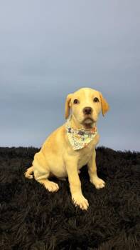 Newt -  Terrier and Labrador Retriever Dog for Adoption in Phoenix, Arizona - Newt | PetCurious