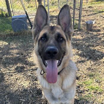 German Shepherd Dog Dogs Available for Adoption in The Dalles, Oregon - Ryker  | PetCurious