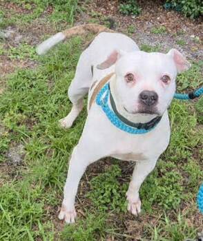 HUMVEE -  American Bulldog Dog for Adoption in Fort Lauderdale, Florida - HUMVEE | PetCurious