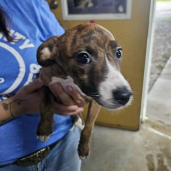 Seestar -  Mixed Breed Dog for Adoption in Pulaski, Tennessee - Seestar | PetCurious