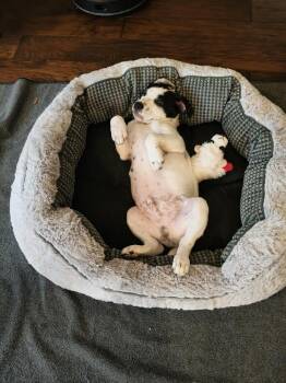 Terrier and Hound Dogs Available for Adoption in Saugus, Massachusetts - Jin | PetCurious