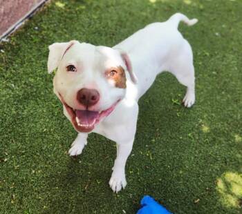 Pit Bull Terrier and Mixed Breed Dogs Available for Adoption in Minneapolis, Minnesota - SOLEIL | PetCurious