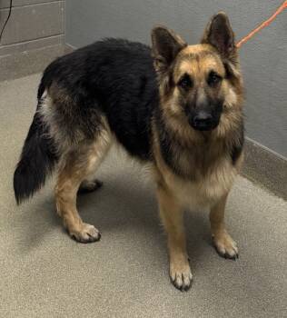 Rescue German Shepherd Dog Dogs for Adoption in Las Vegas, Nevada - JAZMIN | PetCurious
