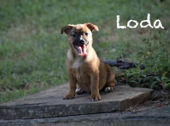 Loda -  Corgi and Chihuahua Dog for Adoption in Topeka, Kansas - Loda | PetCurious