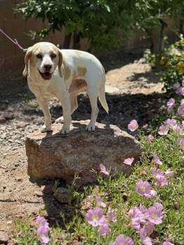 Beagle Dogs Available for Adoption in Las Vegas, Nevada - Aaden | PetCurious