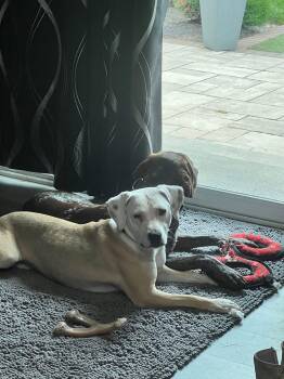 Rory Poppy -  Labrador Retriever Dog for Adoption in Germantown, Ohio - Rory Poppy | PetCurious
