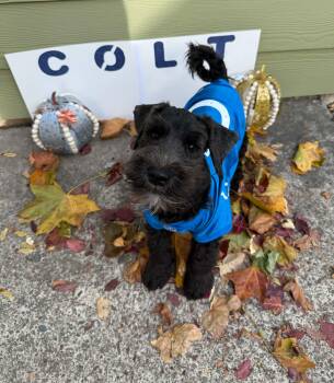 Colt -  Miniature Schnauzer Dog for Adoption in Newberg, Oregon - Colt | PetCurious
