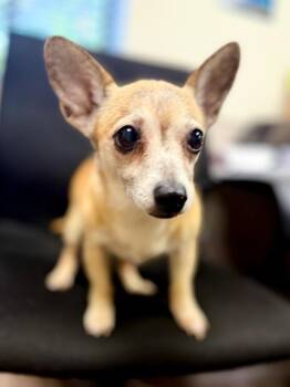 Baby Girl -  Chihuahua Dog for Adoption in Muskegon, Michigan - Baby Girl | PetCurious