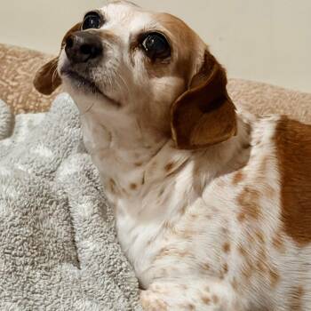 Dachshund Dogs Available for Adoption in Fort Walton Beach, Florida - Gigi | PetCurious