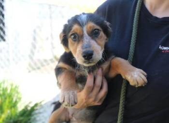 May -  Terrier and Mixed Breed Dog for Adoption in Brunswick, Georgia - May | PetCurious