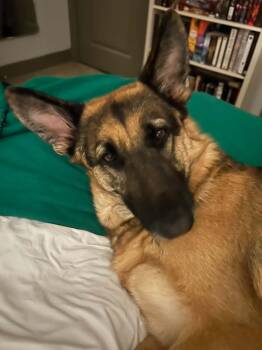 Mojo -  German Shepherd Dog Dog for Adoption in Houston, Texas - Mojo | PetCurious