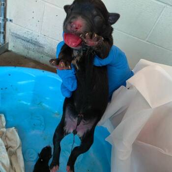 Suz 7 -  Boston Terrier and Mixed Breed Dog for Adoption in Edinburg, Texas - Suz 7 | PetCurious